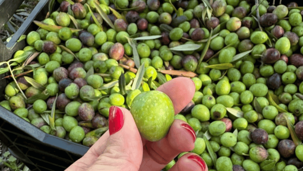 10 Feiten over extra vergine olijfolie