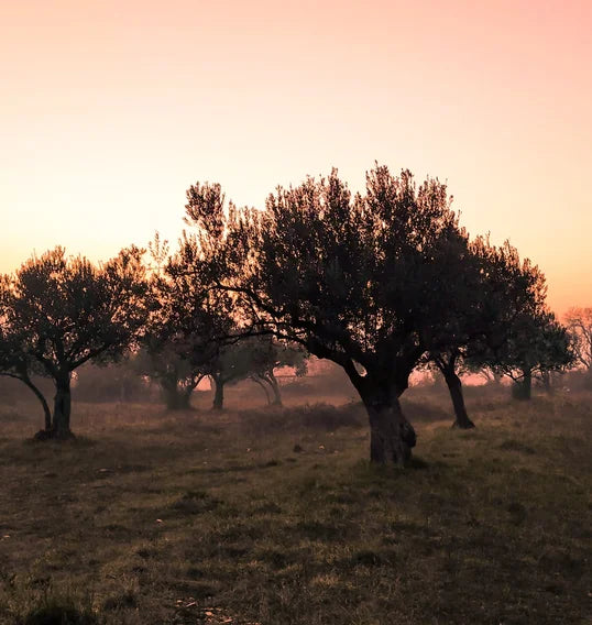 Tips voor olijfolie kopen in Italië